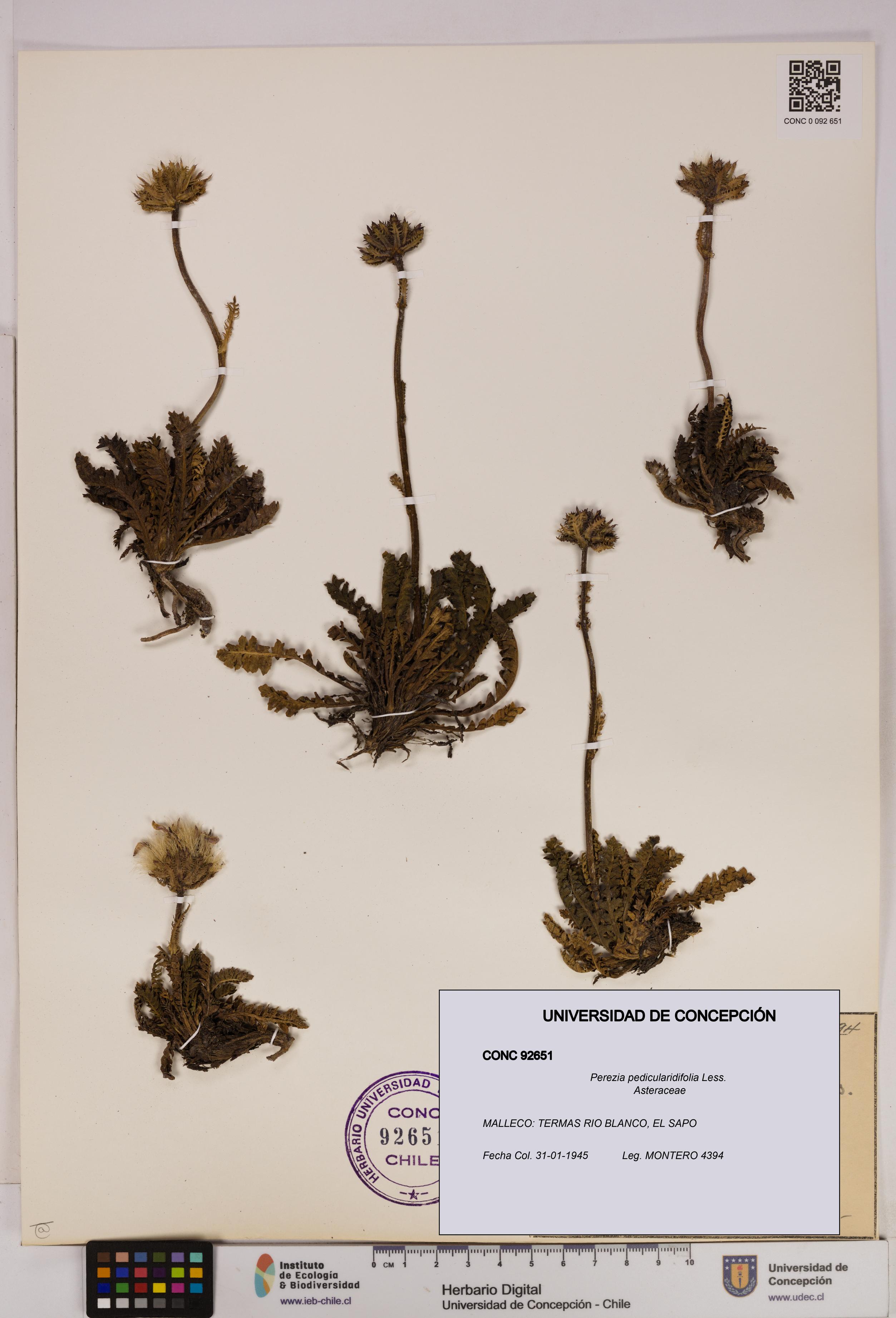 Perezia pedicularidifolia [Espécimen: UDEC:CONC:0092651]