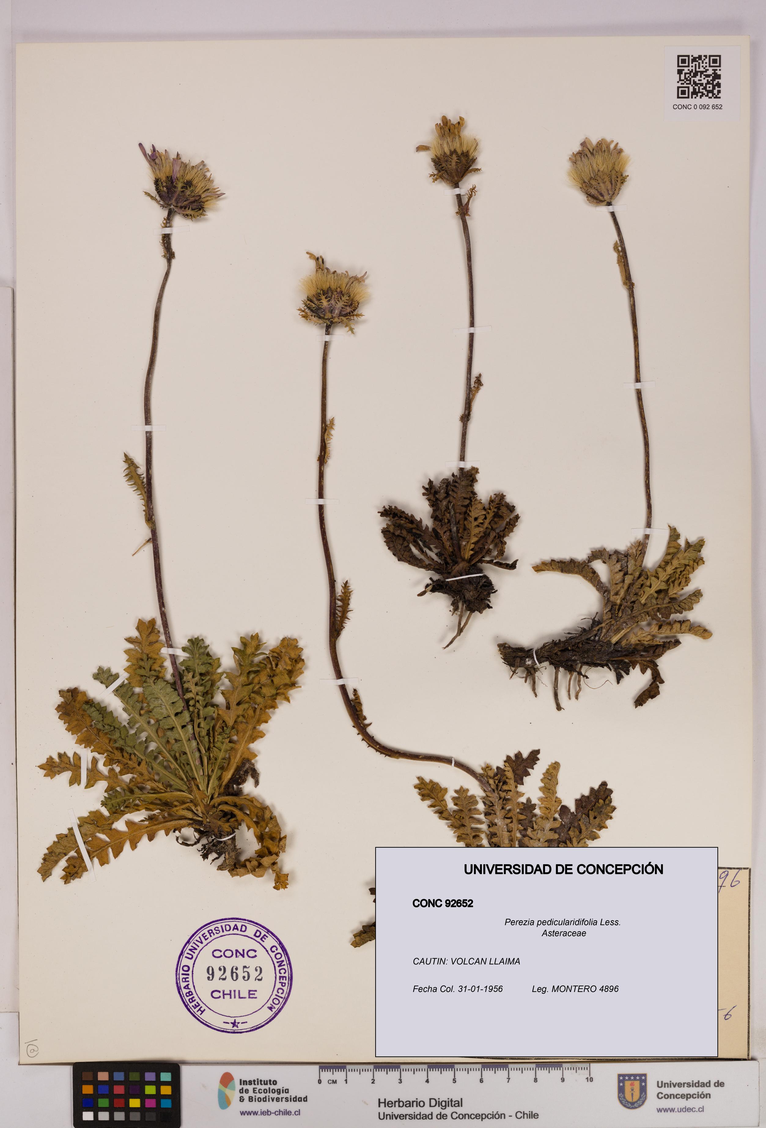 Perezia pedicularidifolia [Espécimen: UDEC:CONC:0092652]