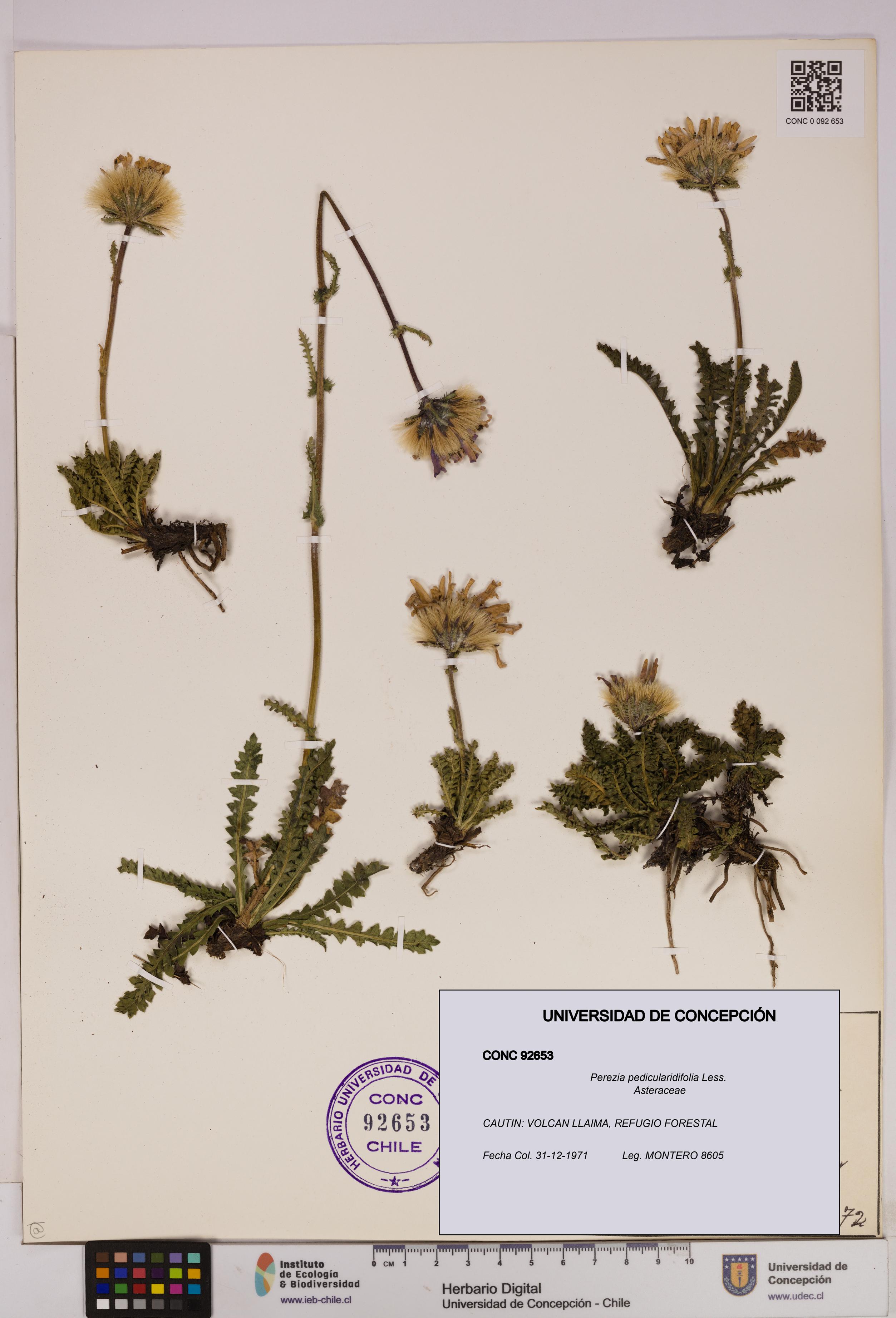 Perezia pedicularidifolia [Espécimen: UDEC:CONC:0092653]