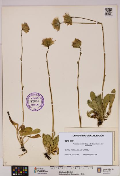 Perezia spathulata [Espécimen: UDEC:CONC:0092654]