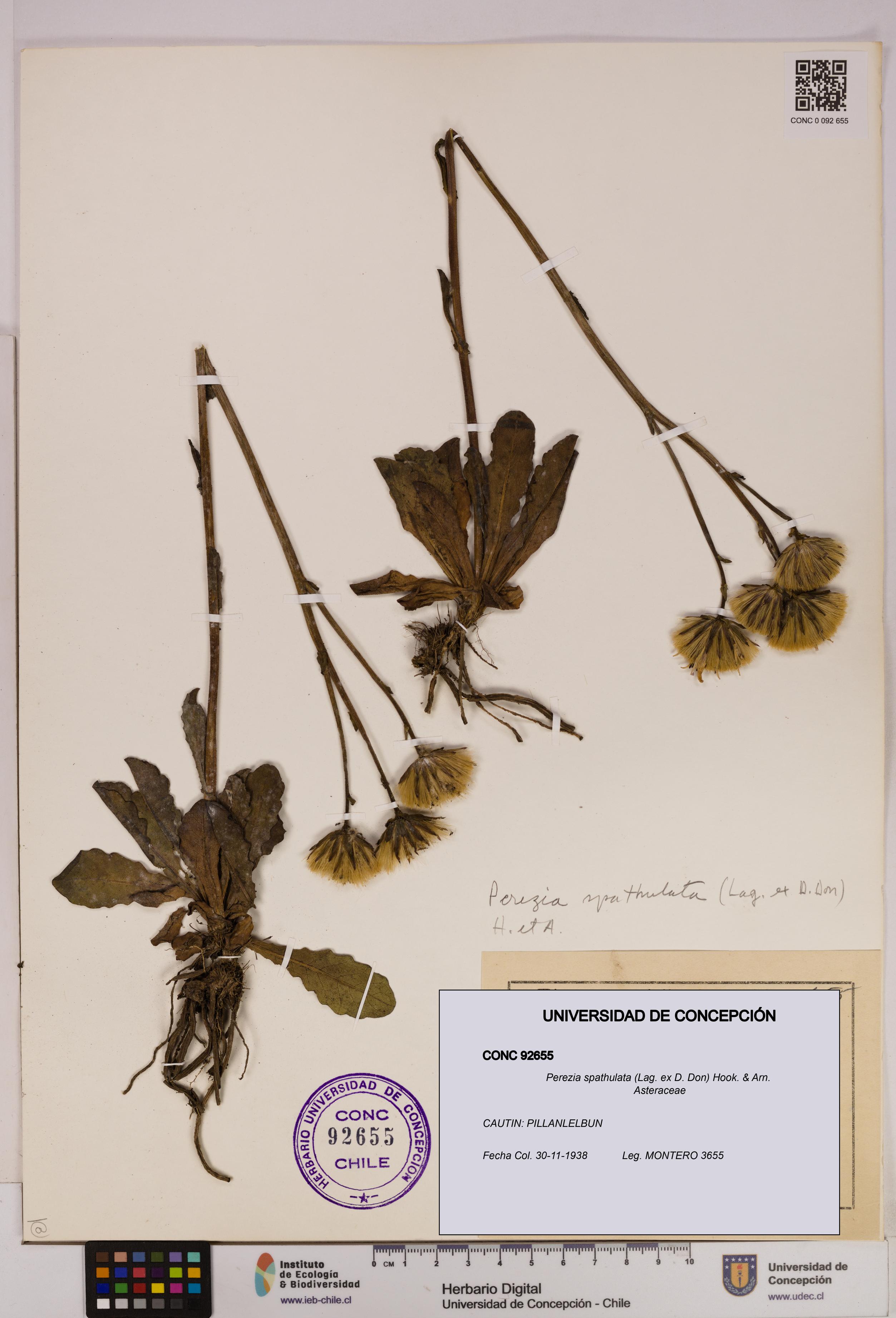 Perezia spathulata [Espécimen: UDEC:CONC:0092655]