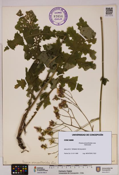 Perezia prenanthoides [Espécimen: UDEC:CONC:0092656]