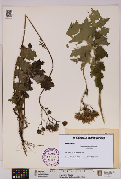 Perezia prenanthoides [Espécimen: UDEC:CONC:0092657]