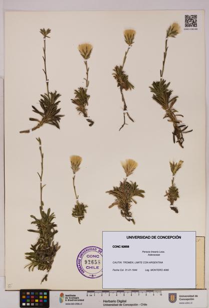 Perezia linearis [Espécimen: UDEC:CONC:0092658]