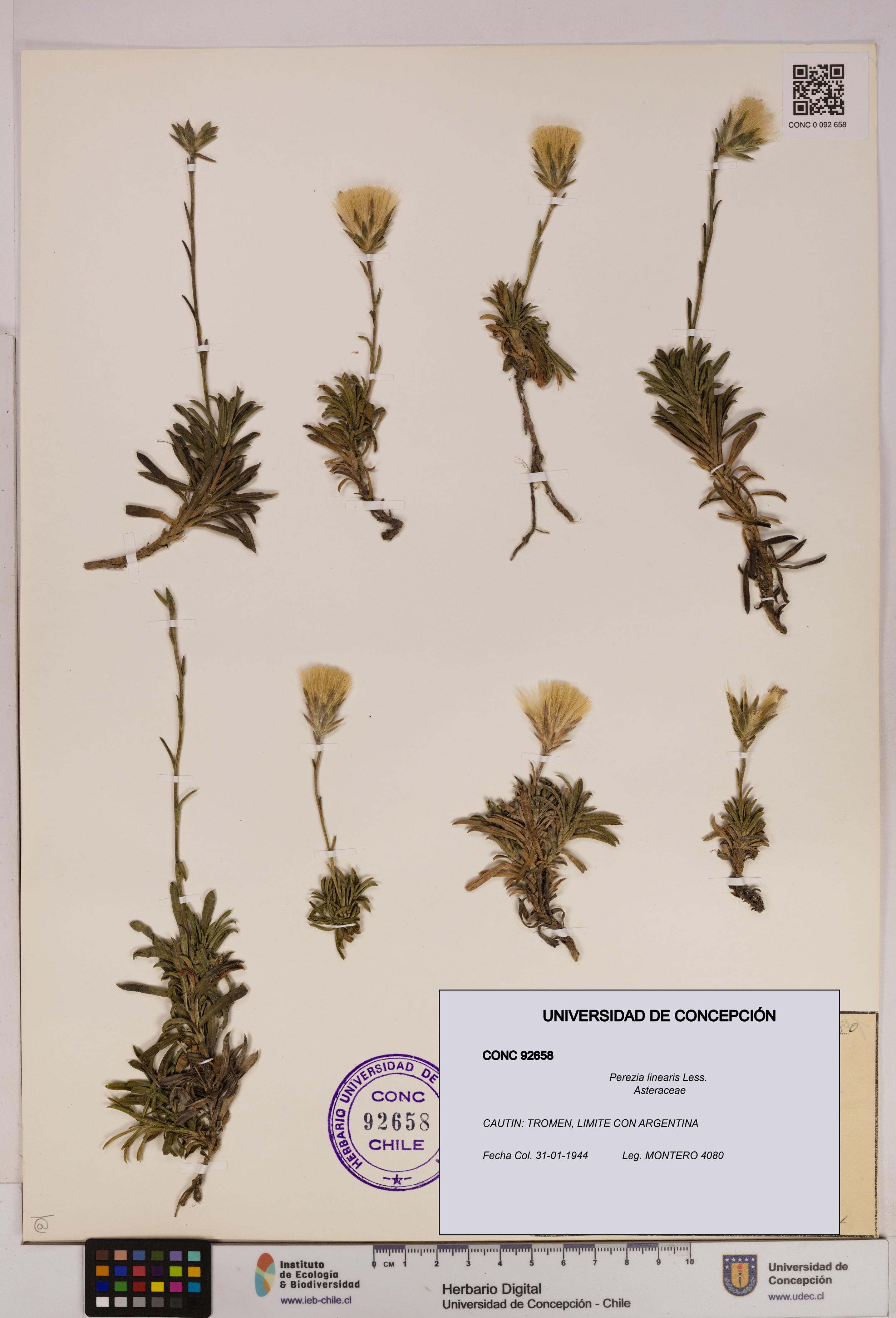 Perezia linearis [Espécimen: UDEC:CONC:0092658]