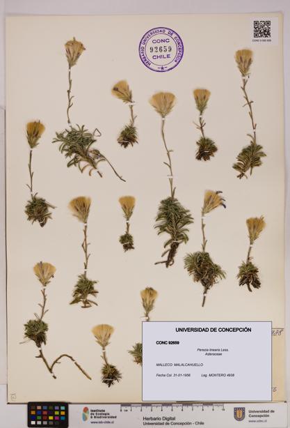 Perezia linearis [Espécimen: UDEC:CONC:0092659]