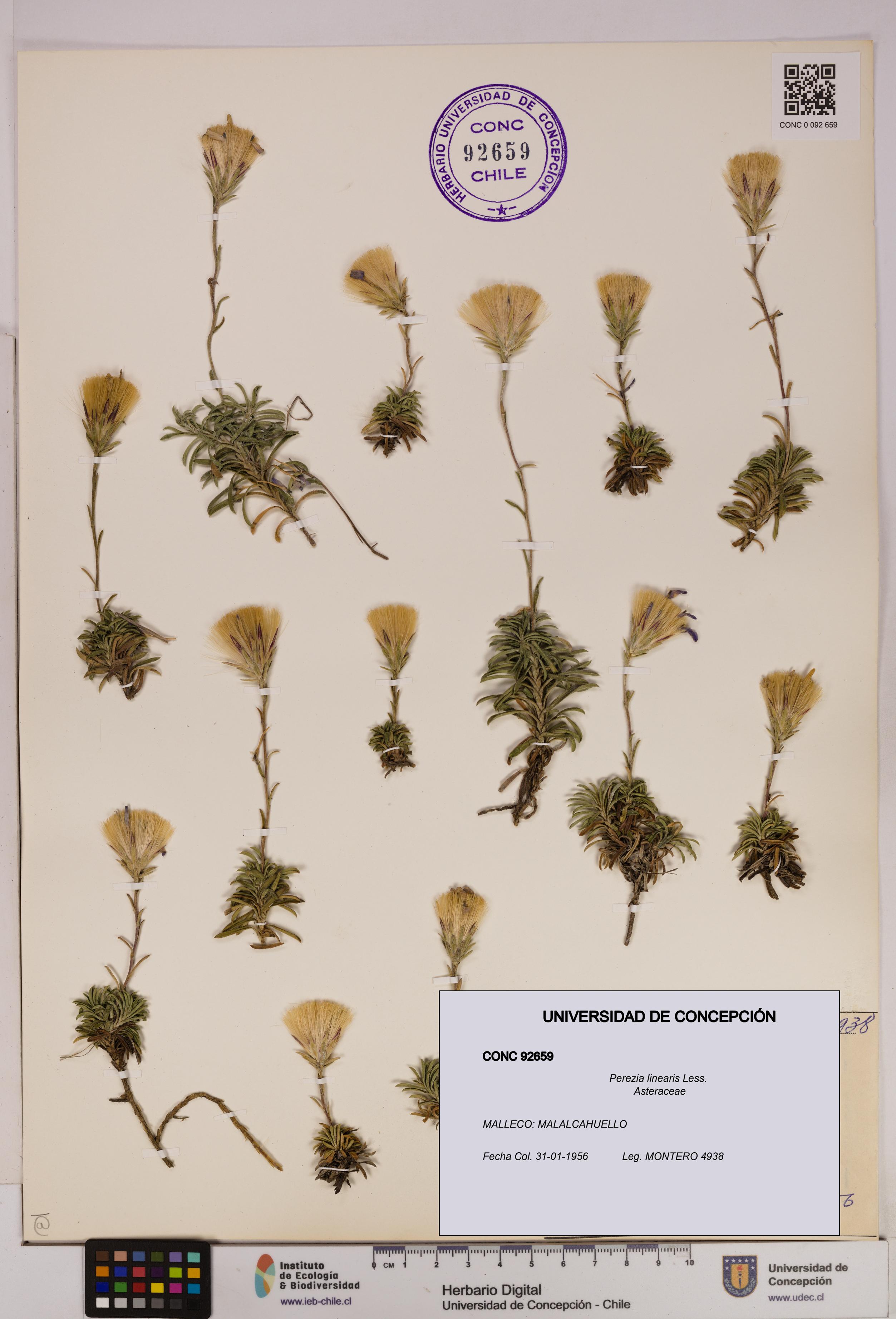 Perezia linearis [Espécimen: UDEC:CONC:0092659]