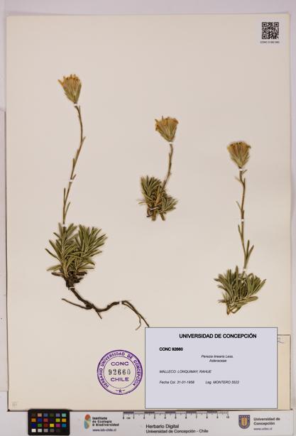 Perezia linearis [Espécimen: UDEC:CONC:0092660]
