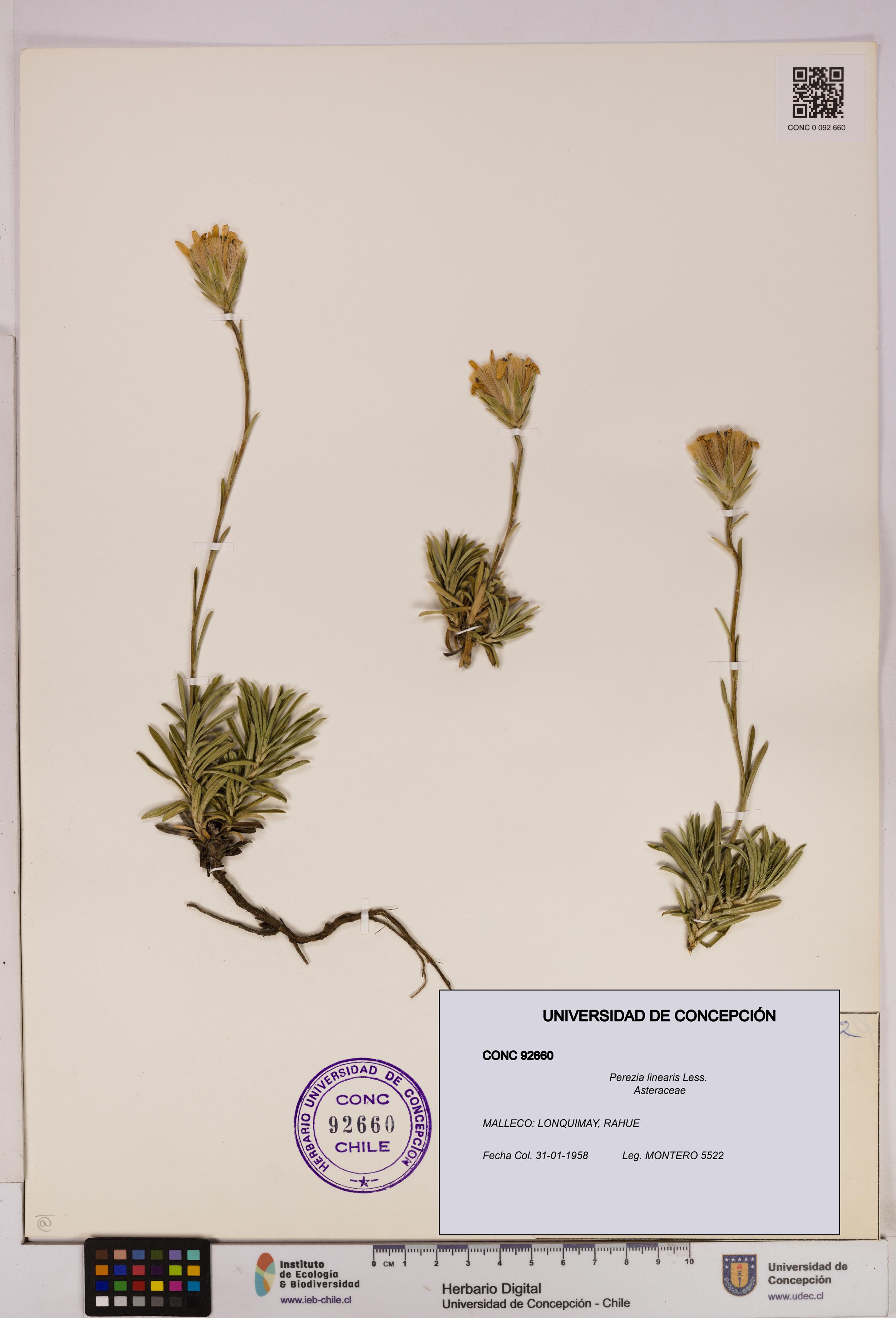 Perezia linearis [Espécimen: UDEC:CONC:0092660]