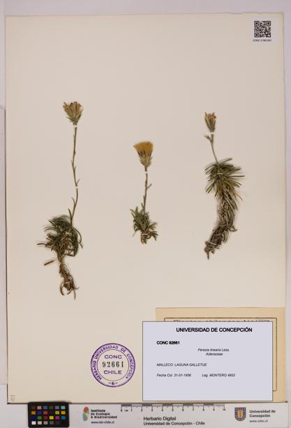 Perezia linearis [Espécimen: UDEC:CONC:0092661]