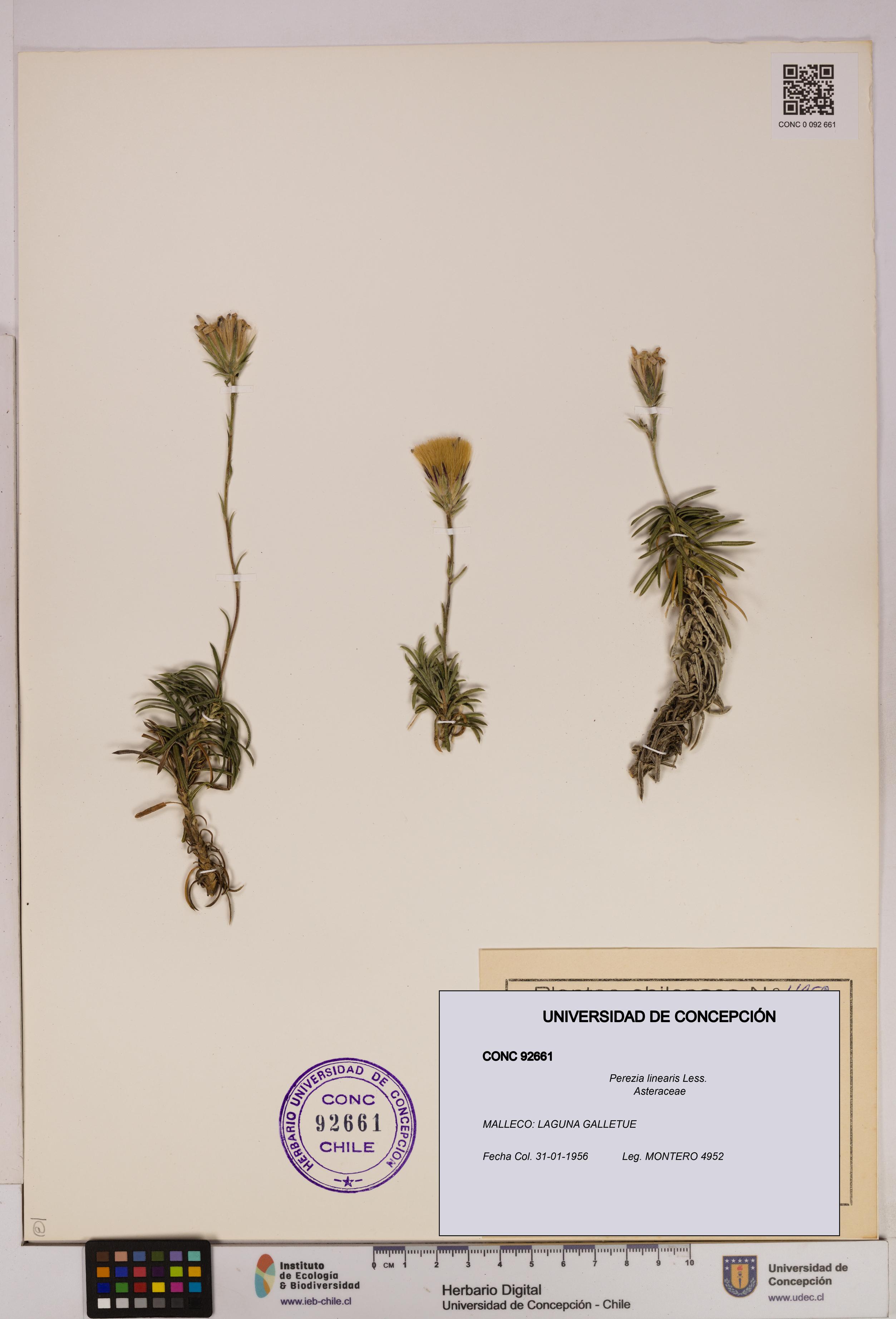 Perezia linearis [Espécimen: UDEC:CONC:0092661]