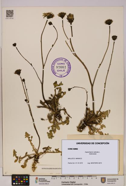 Hypochaeris radicata [Espécimen: UDEC:CONC:0092662]