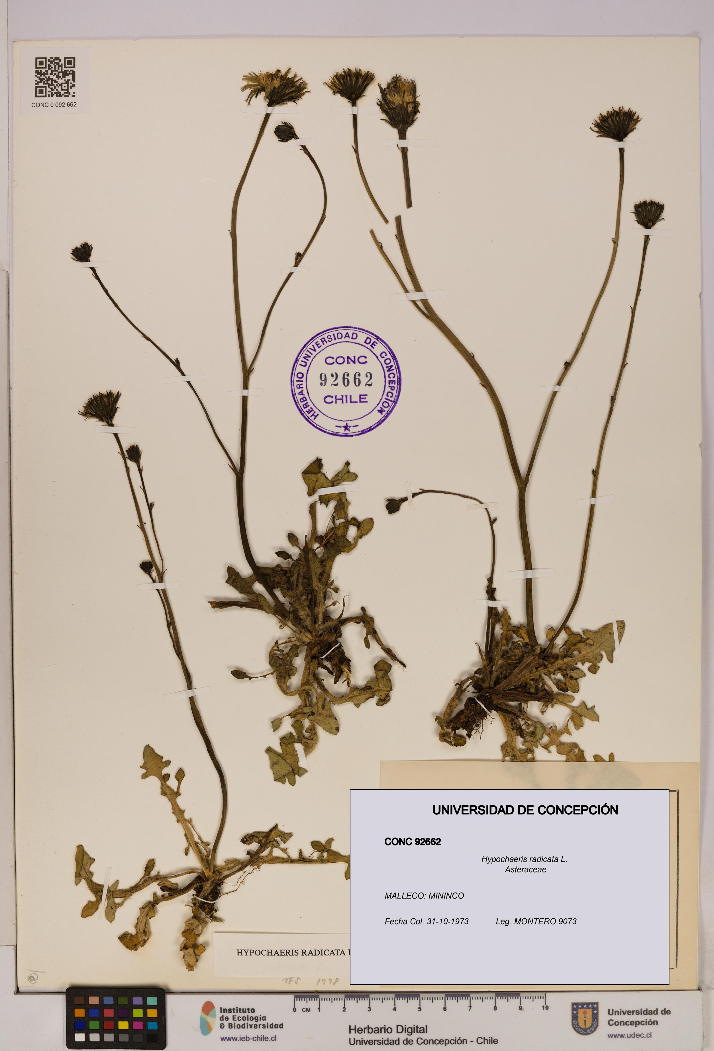 Hypochaeris radicata [Espécimen: UDEC:CONC:0092662]