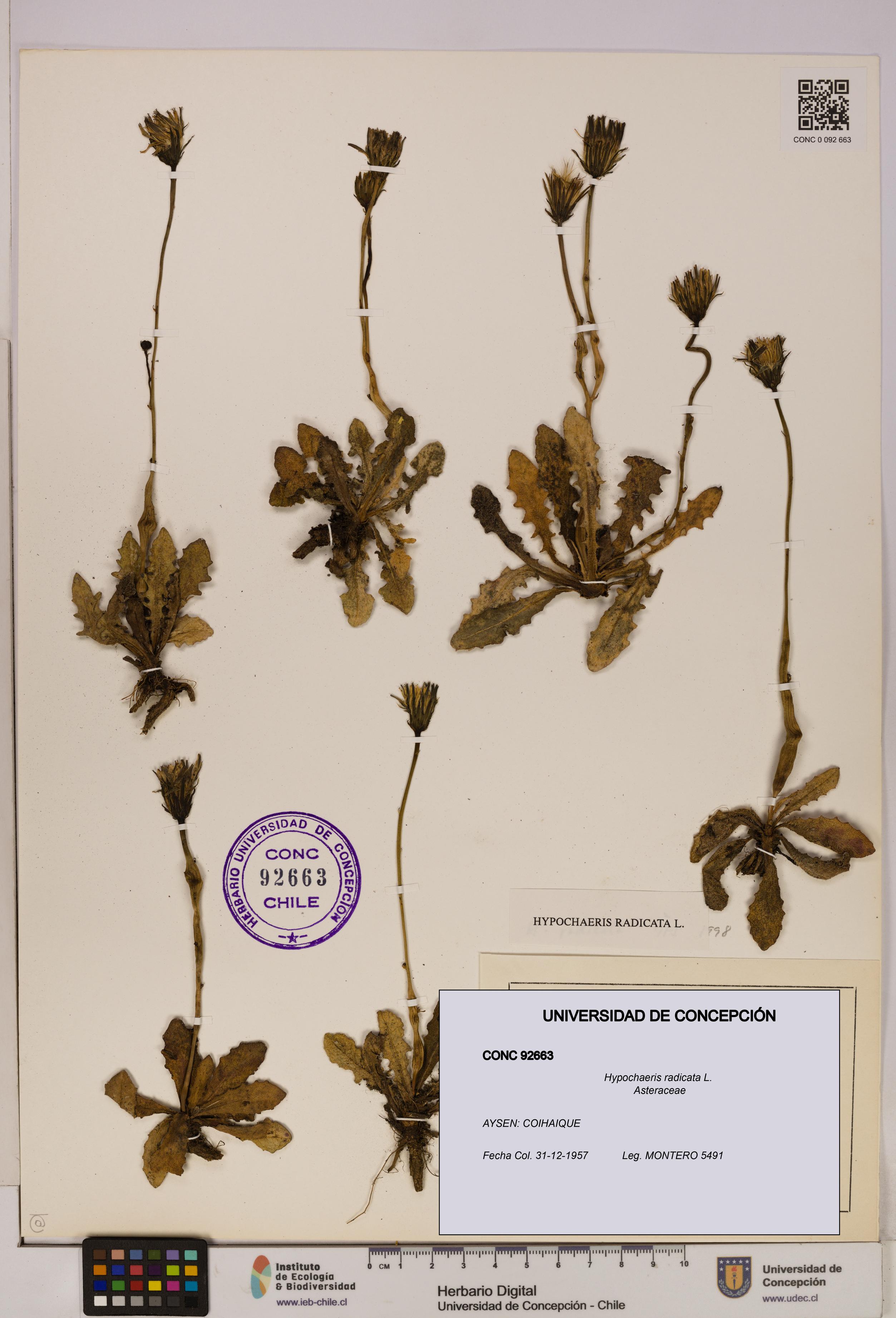 Hypochaeris radicata [Espécimen: UDEC:CONC:0092663]