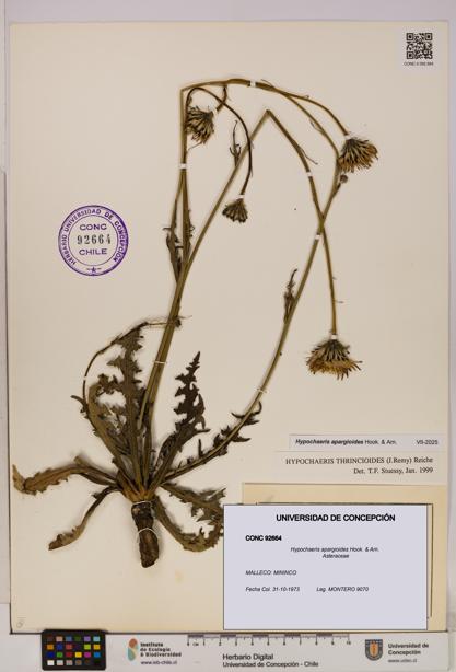 Hypochaeris apargioides [Espécimen: UDEC:CONC:0092664]