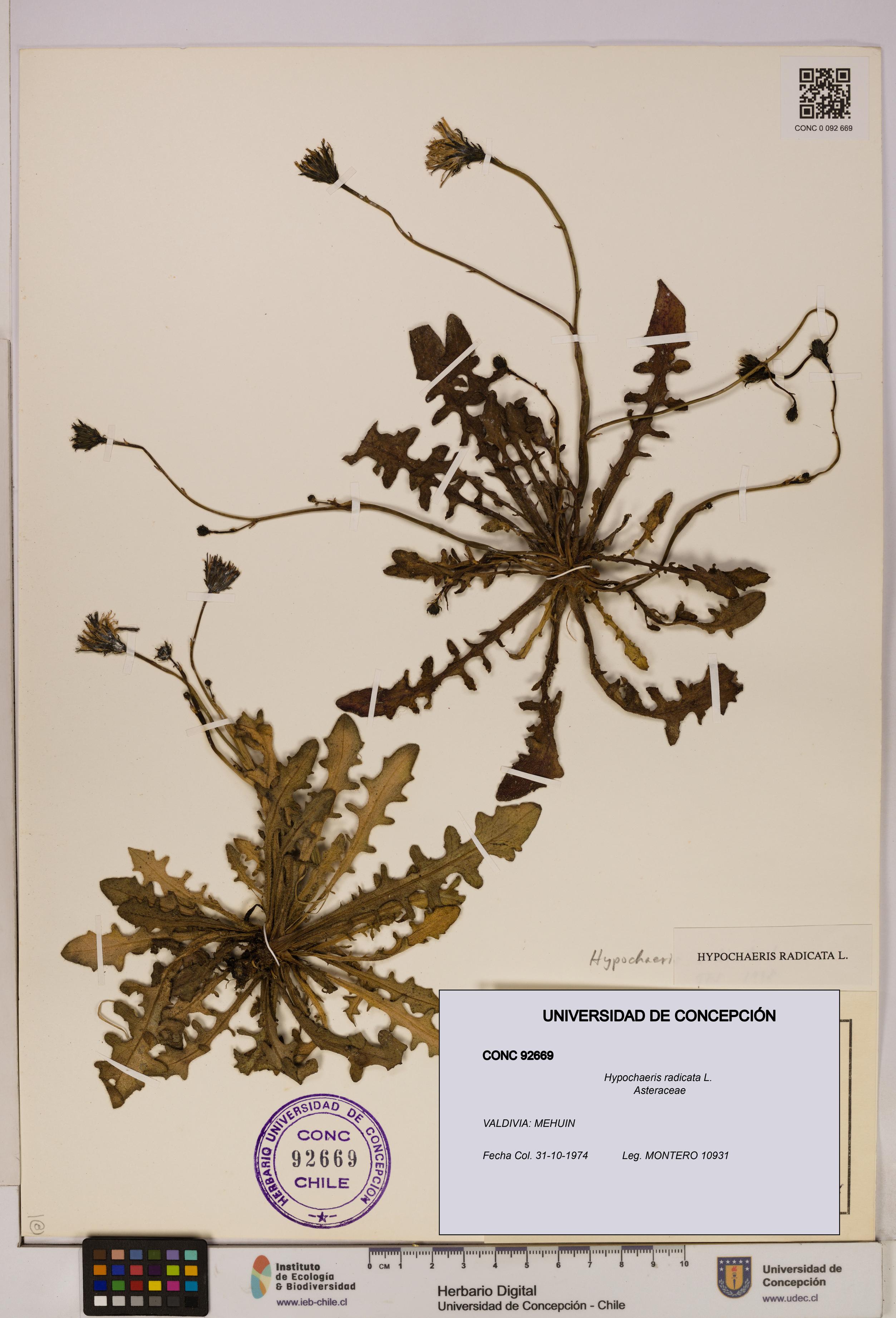 Hypochaeris radicata [Espécimen: UDEC:CONC:0092669]