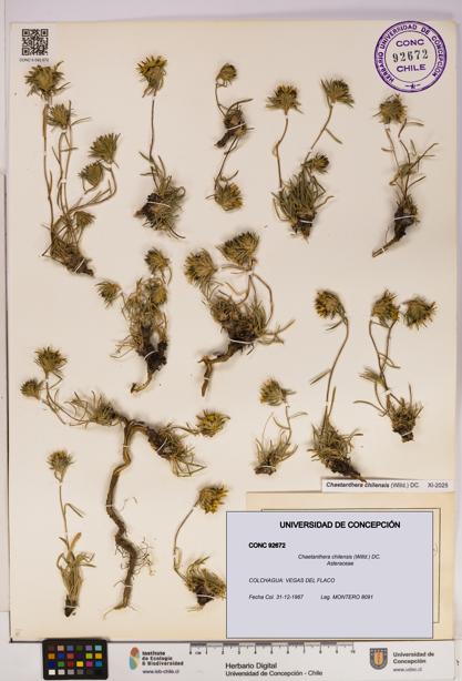 Chaetanthera chilensis [Espécimen: UDEC:CONC:0092672]