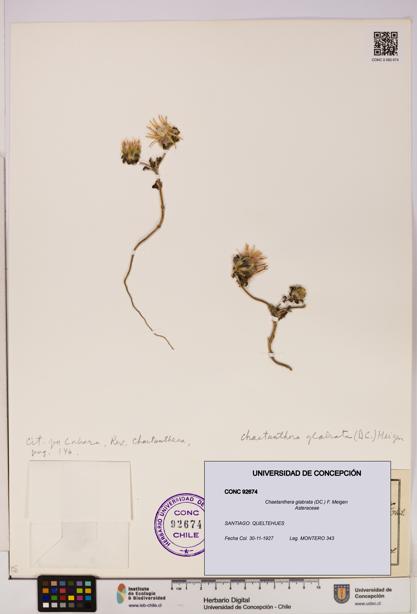 Chaetanthera glabrata [Espécimen: UDEC:CONC:0092674]