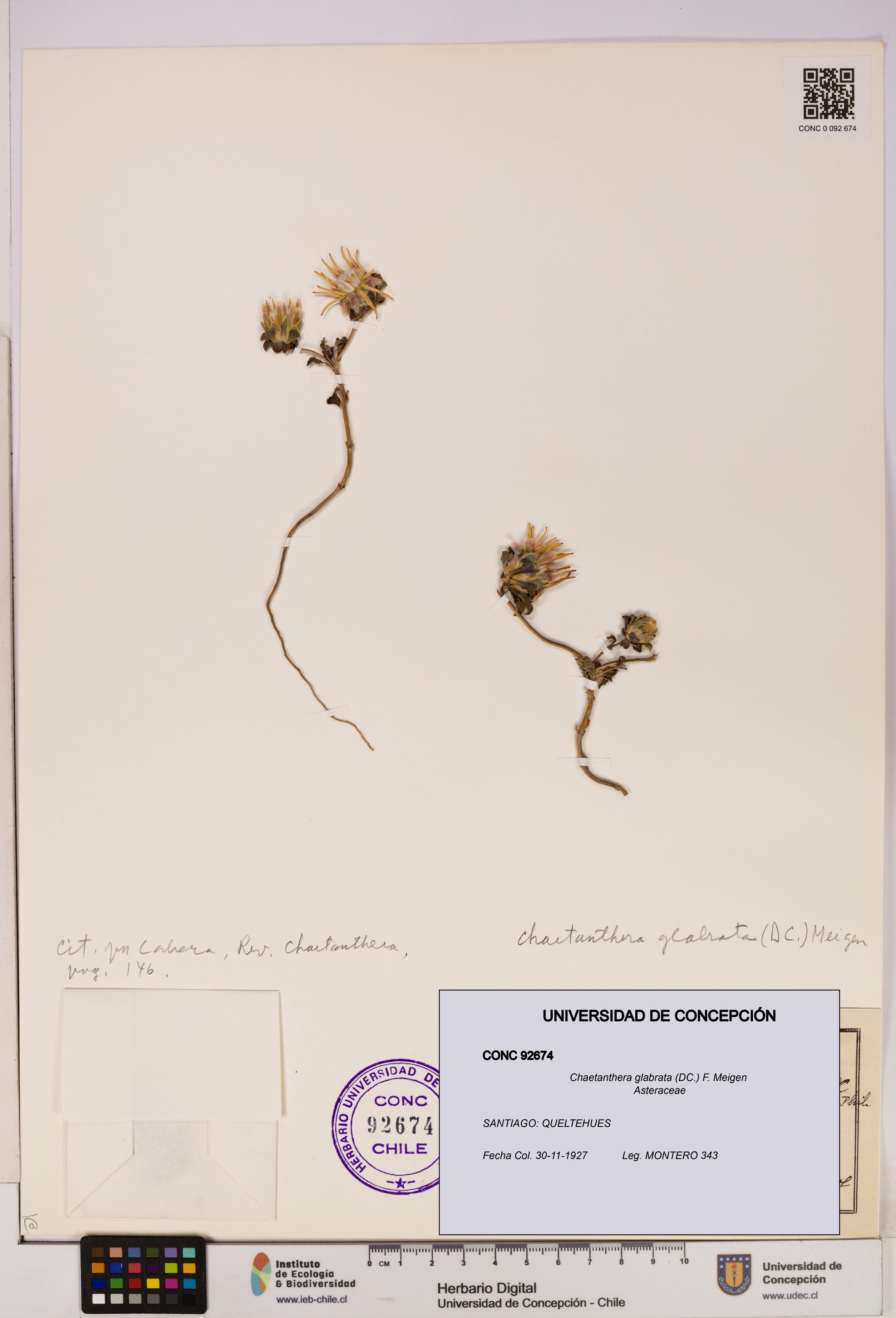 Chaetanthera glabrata [Espécimen: UDEC:CONC:0092674]