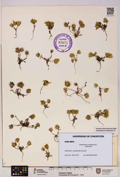 Chaetanthera multicaulis [Espécimen: UDEC:CONC:0092675]