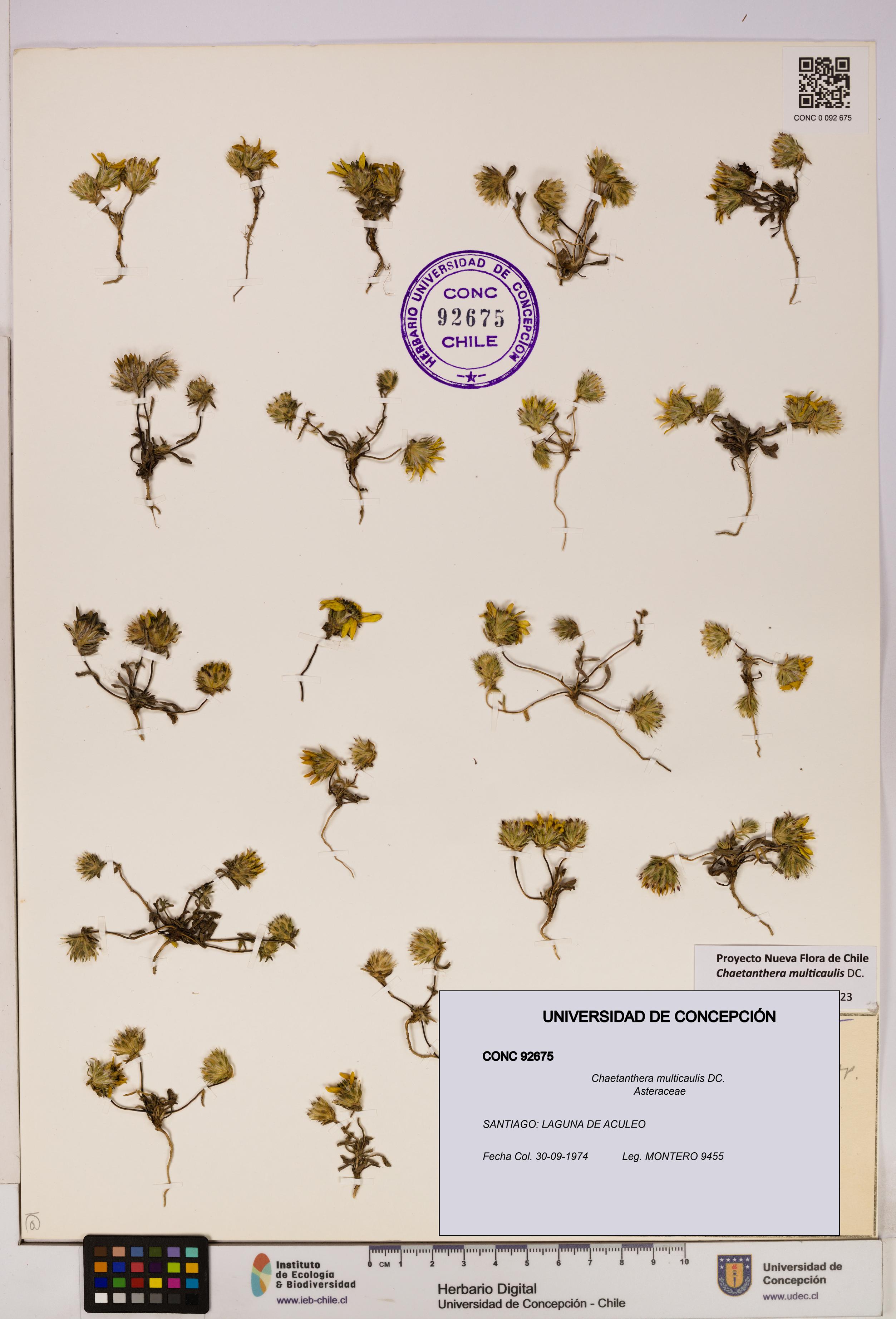 Chaetanthera multicaulis [Espécimen: UDEC:CONC:0092675]