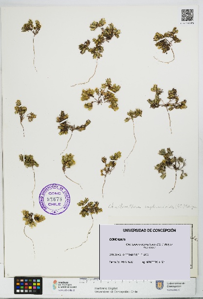 Chaetanthera euphrasioides [Espécimen: UDEC:CONC:0092678]