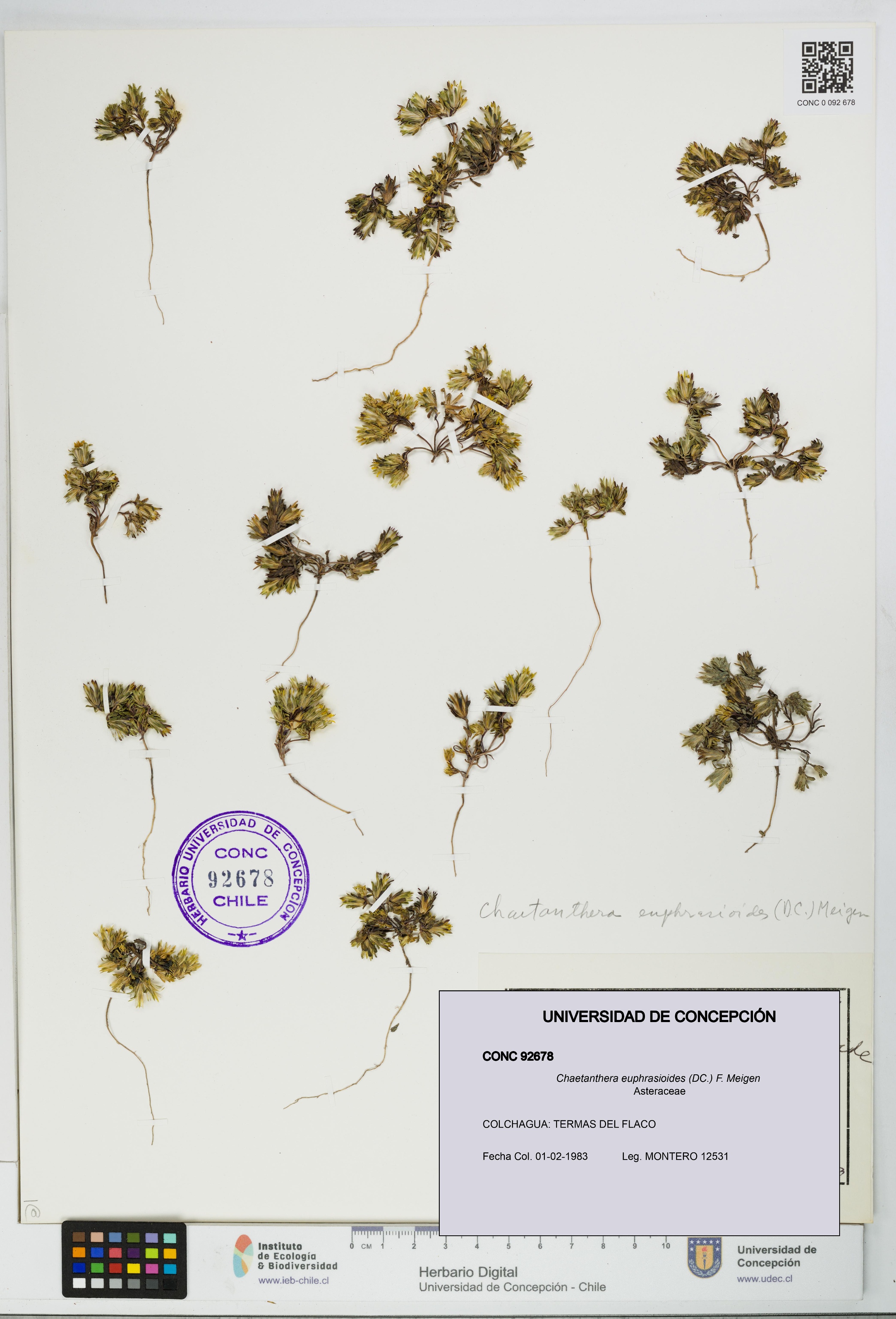 Chaetanthera euphrasioides [Espécimen: UDEC:CONC:0092678]