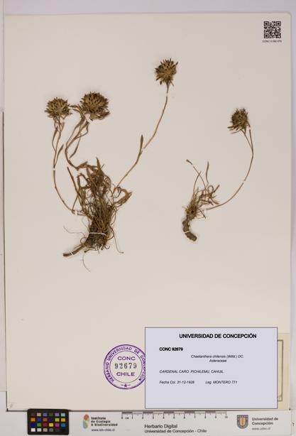 Chaetanthera chilensis [Espécimen: UDEC:CONC:0092679]