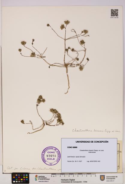 Chaetanthera linearis [Espécimen: UDEC:CONC:0092680]