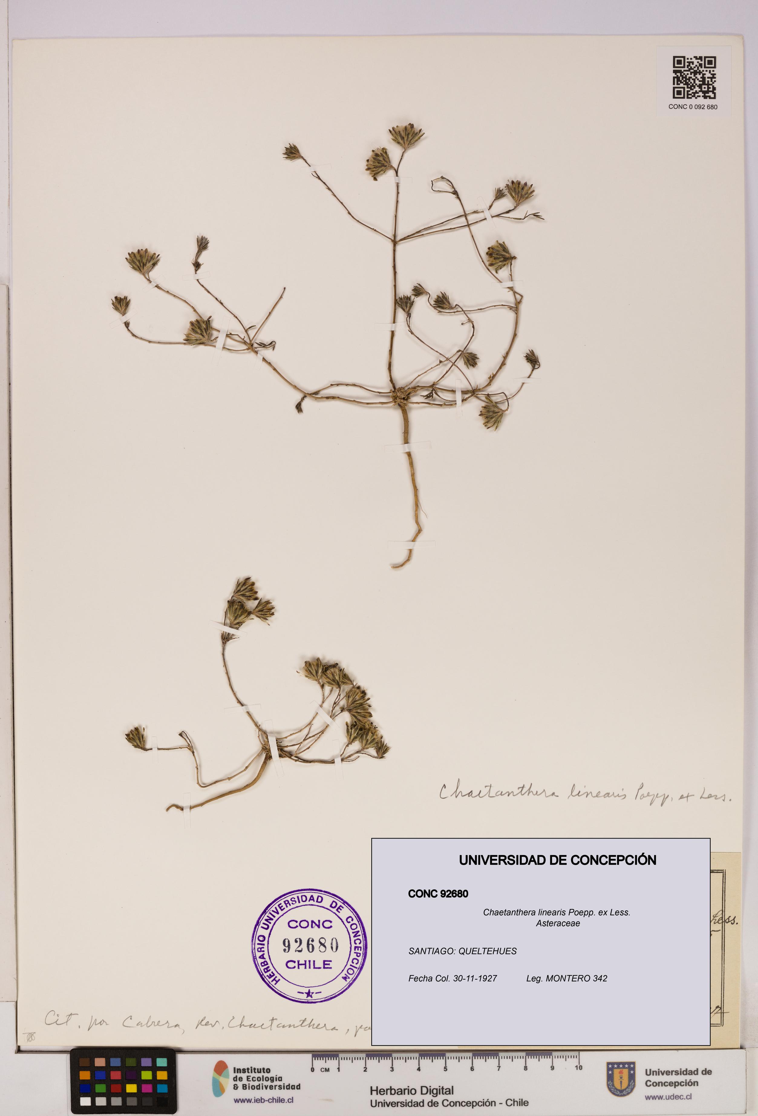 Chaetanthera linearis [Espécimen: UDEC:CONC:0092680]