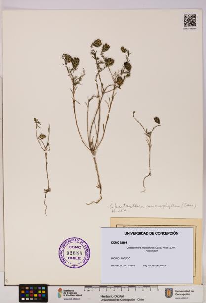 Chaetanthera microphylla [Espécimen: UDEC:CONC:0092684]