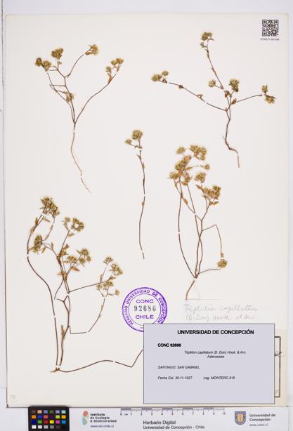 Triptilion capillatum [Espécimen: ]