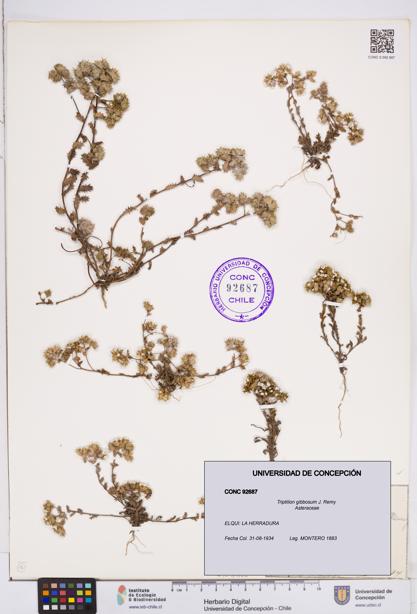 Triptilion gibbosum [Espécimen: ]