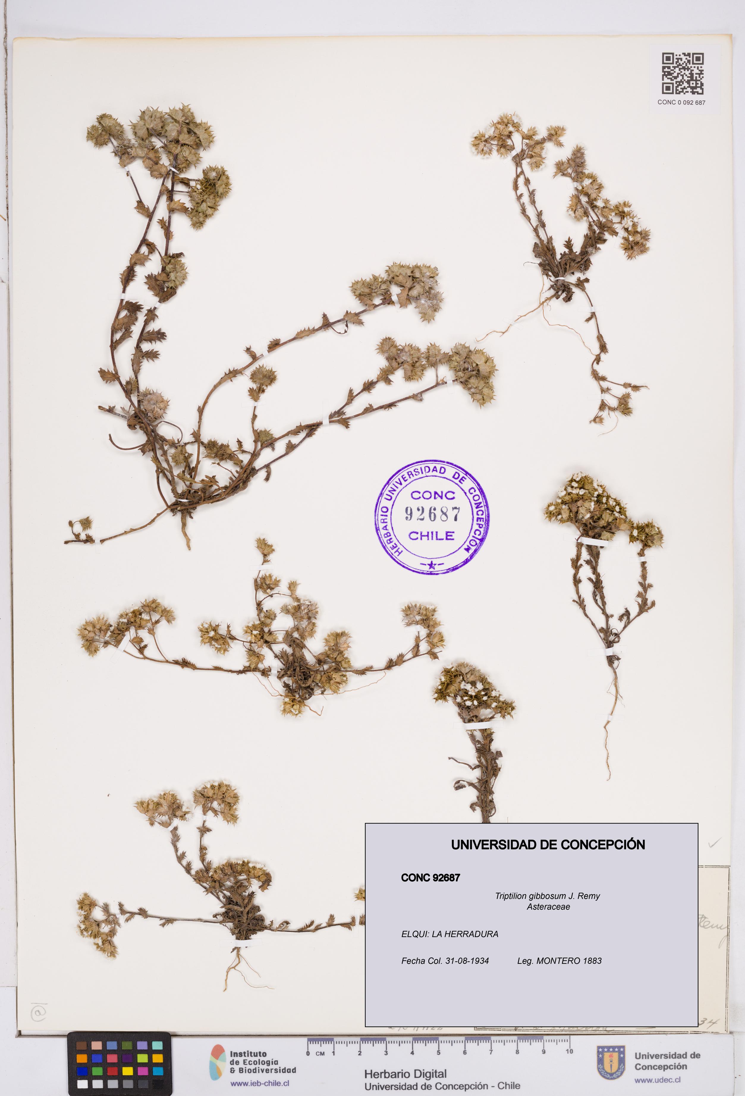 Triptilion gibbosum [Espécimen: ]