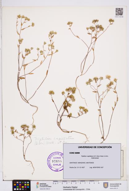 Triptilion capillatum [Espécimen: ]