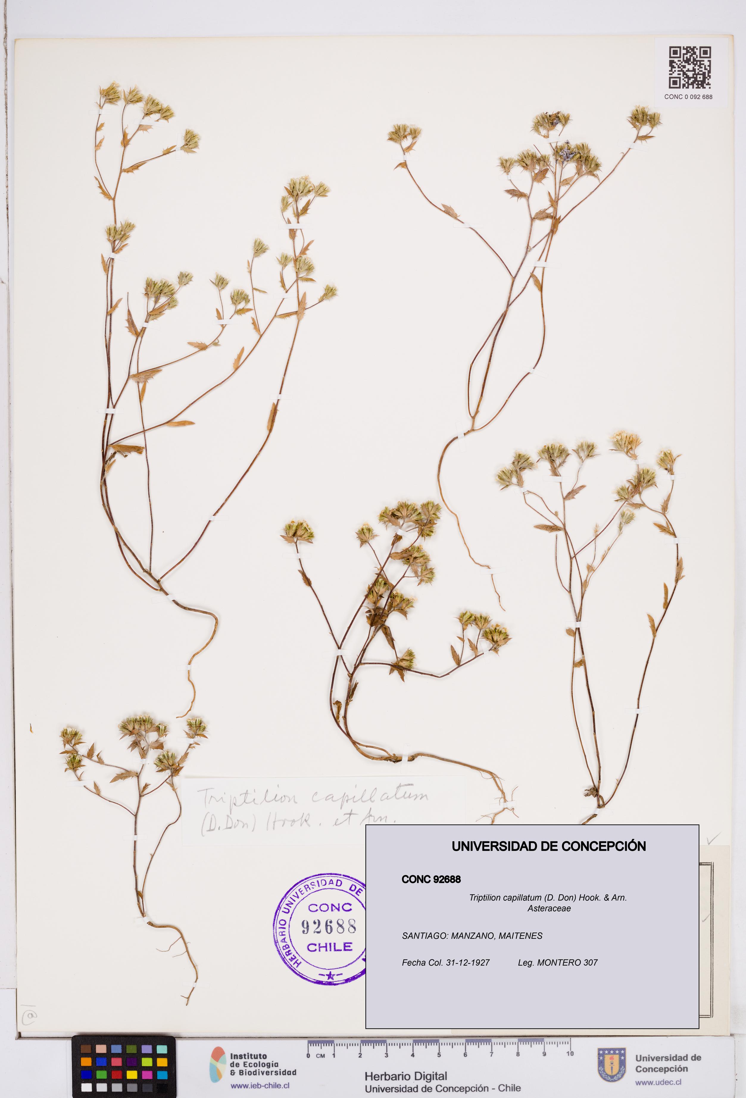Triptilion capillatum [Espécimen: ]