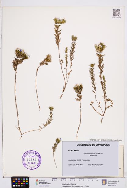 Triptilion spinosum [Espécimen: ]