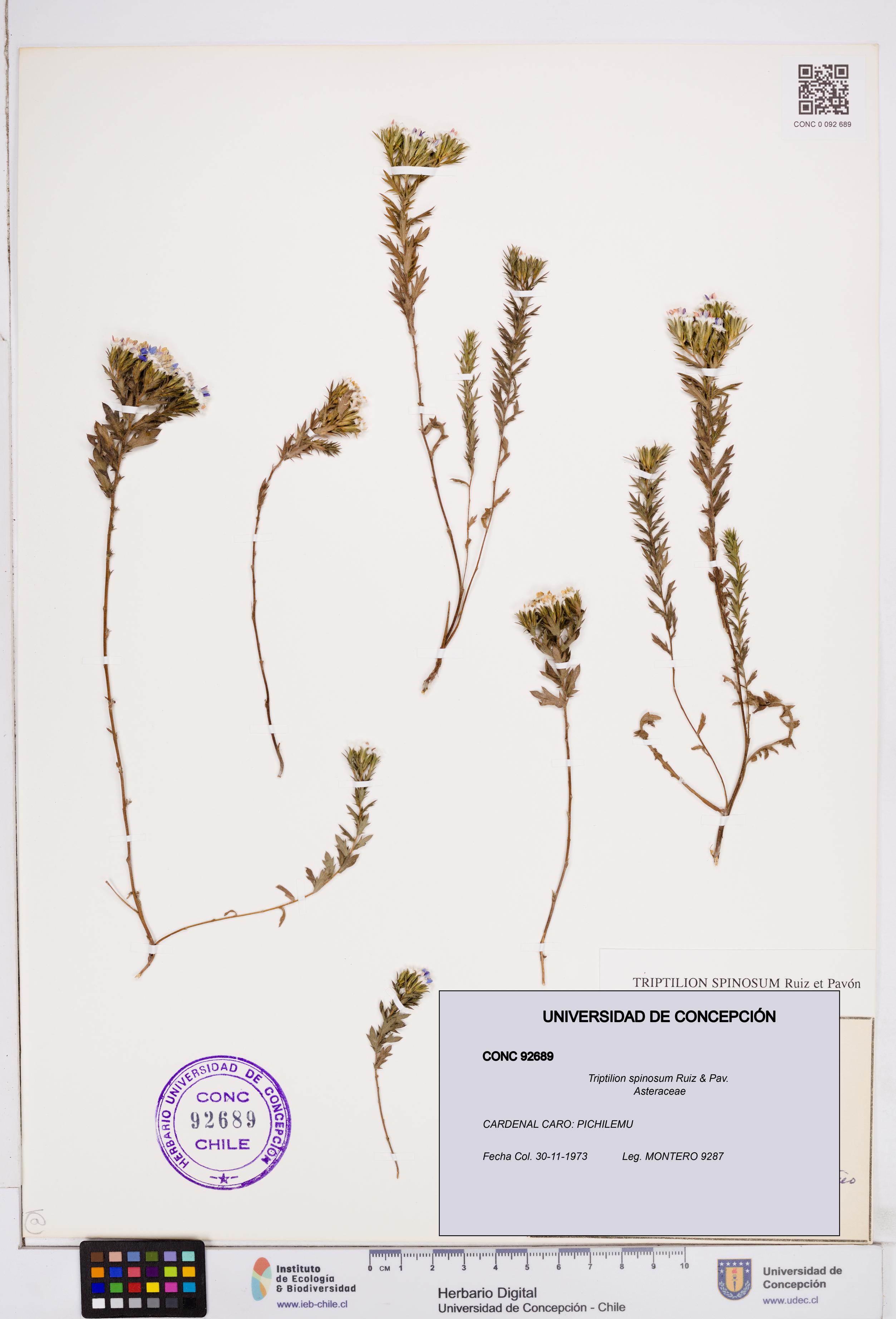 Triptilion spinosum [Espécimen: ]