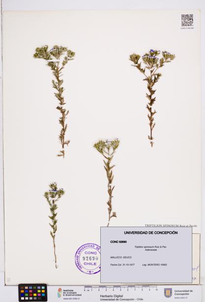 Triptilion spinosum [Espécimen: ]