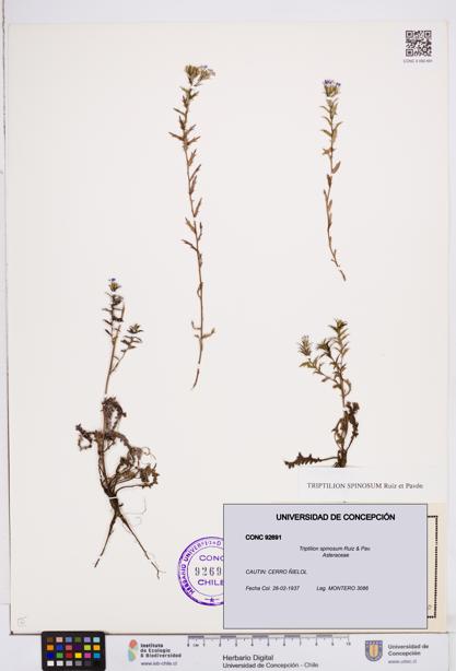 Triptilion spinosum [Espécimen: ]