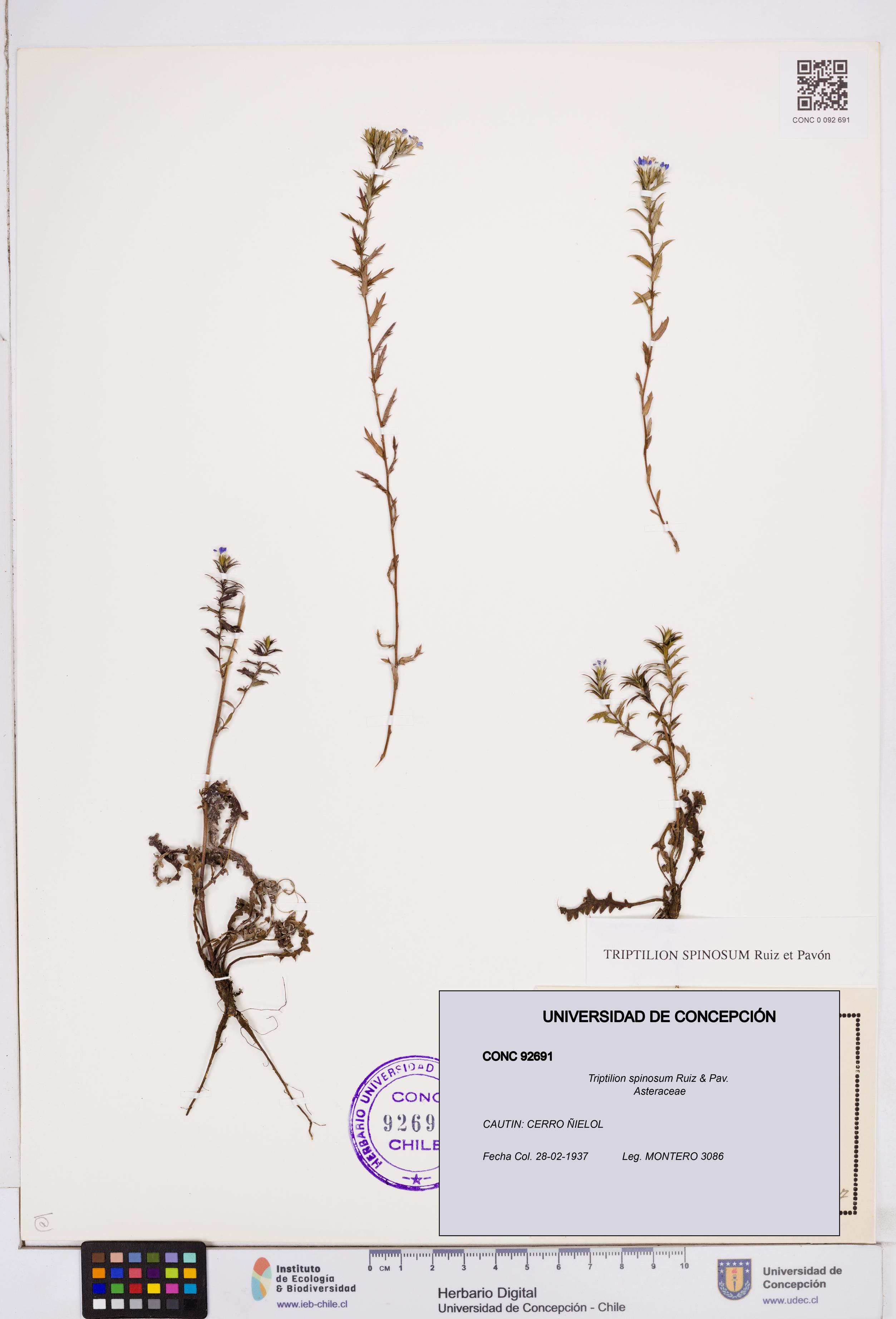 Triptilion spinosum [Espécimen: ]