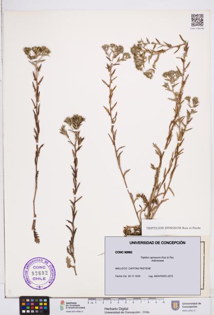 Triptilion spinosum [Espécimen: ]