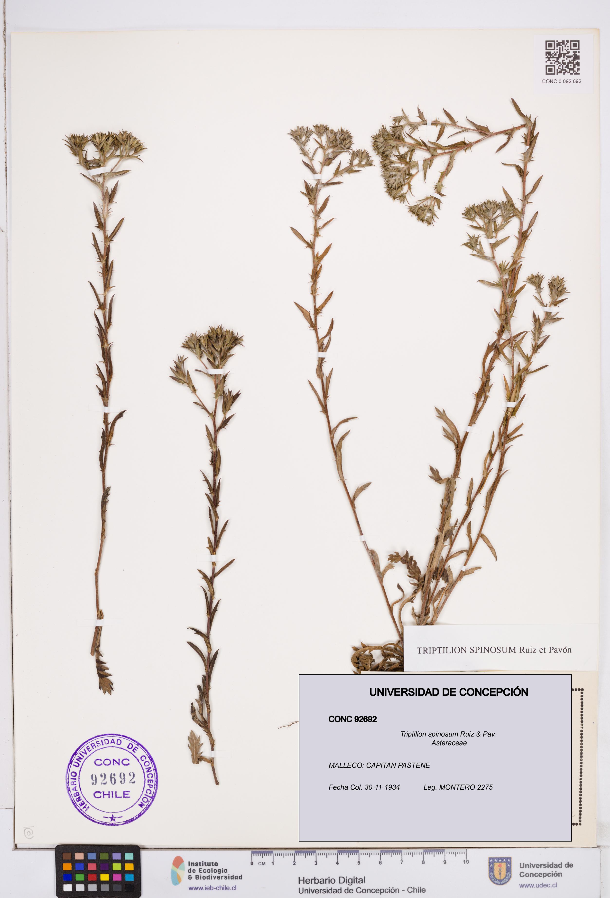 Triptilion spinosum [Espécimen: ]