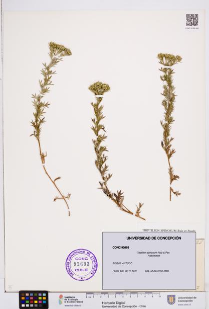 Triptilion spinosum [Espécimen: ]