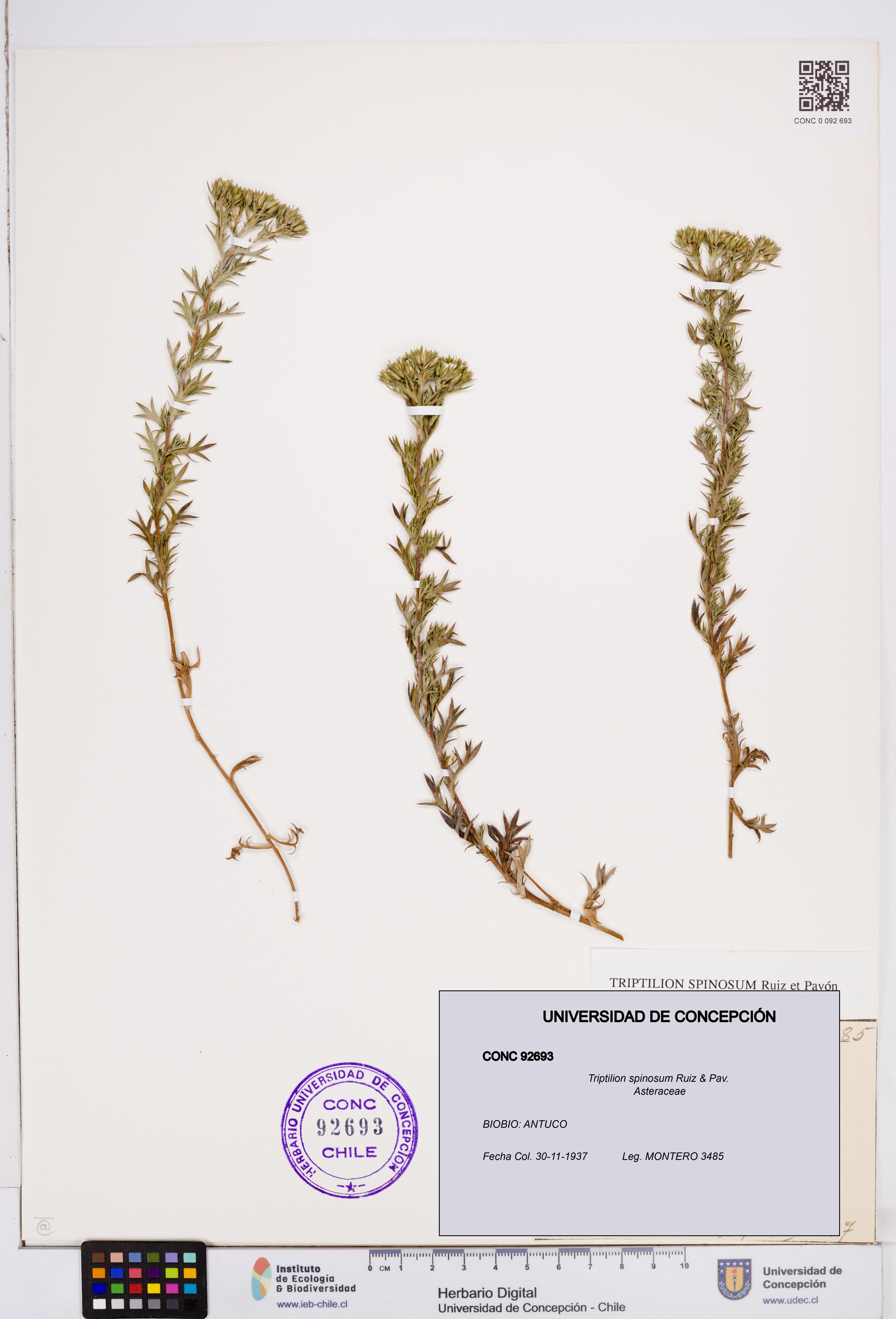 Triptilion spinosum [Espécimen: ]