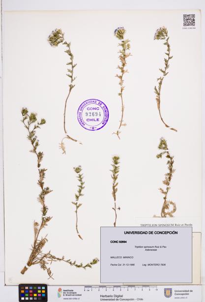 Triptilion spinosum [Espécimen: ]