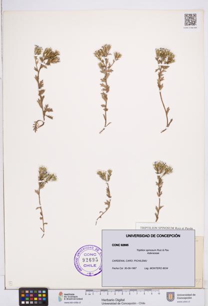 Triptilion spinosum [Espécimen: ]