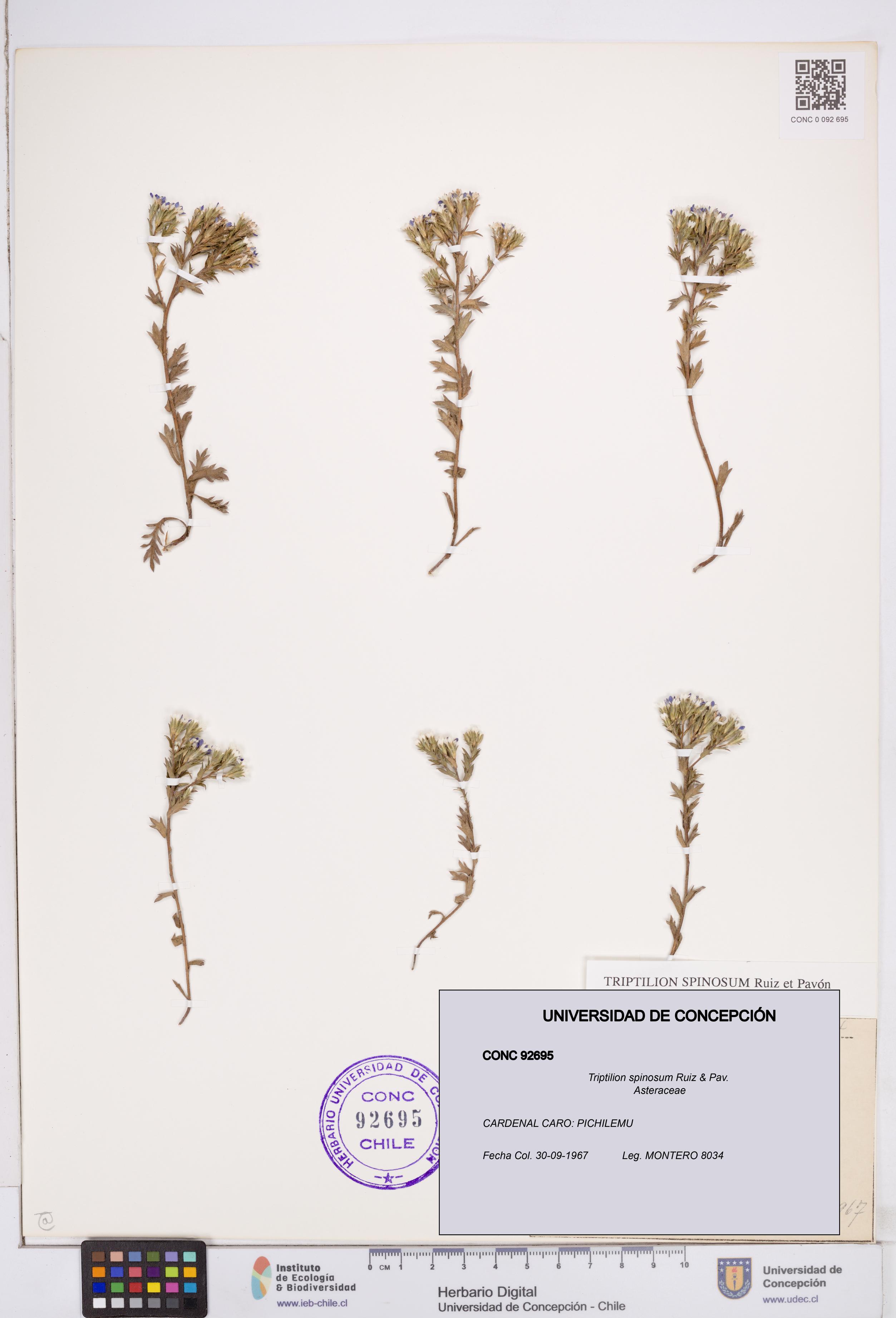 Triptilion spinosum [Espécimen: ]