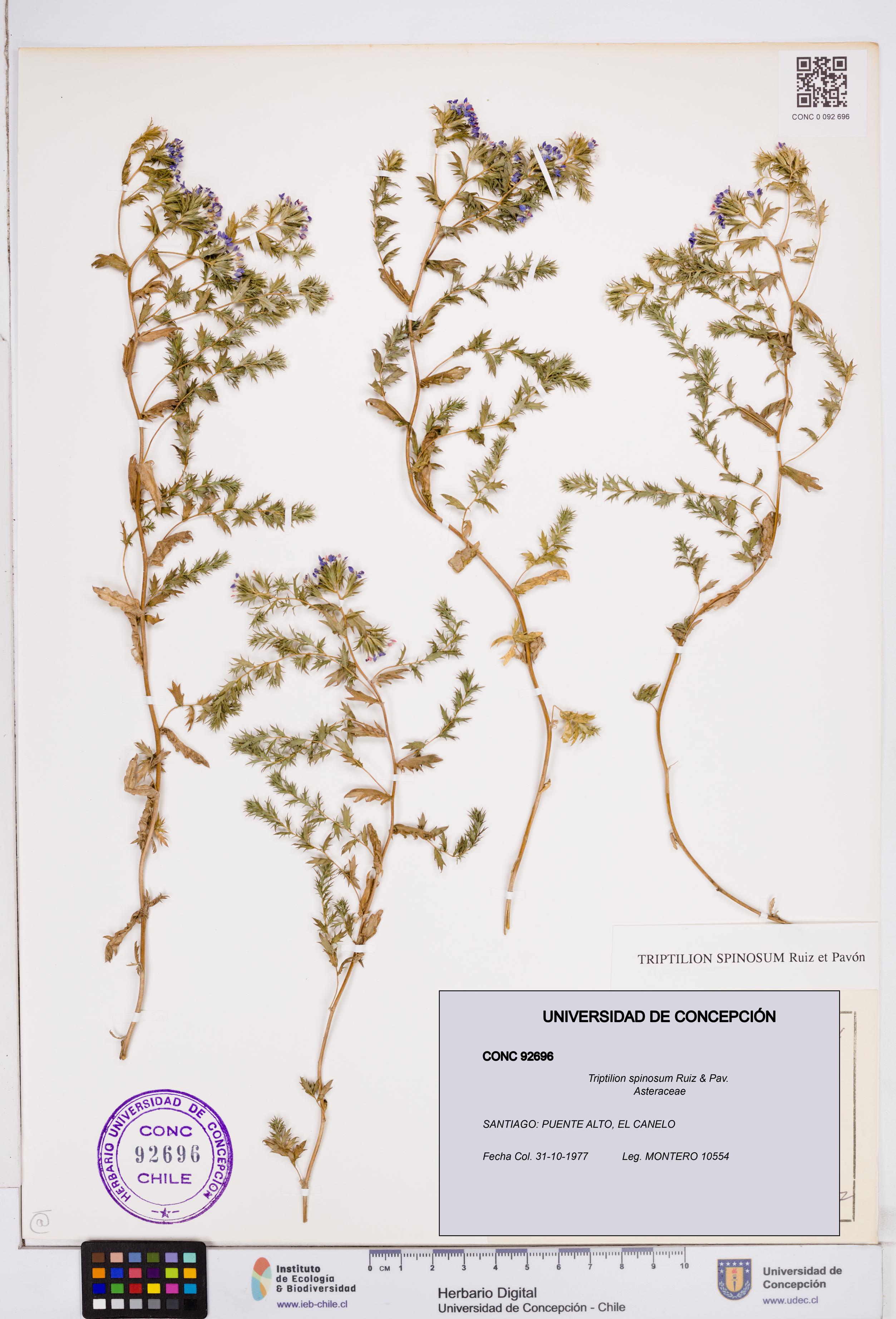 Triptilion spinosum [Espécimen: ]