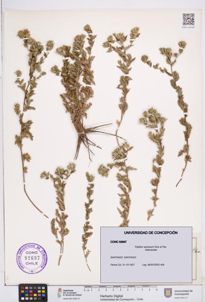 Triptilion spinosum [Espécimen: ]
